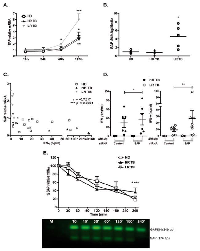 SAP (SLAM-Associated Protein) Antibody in Western Blot (WB)