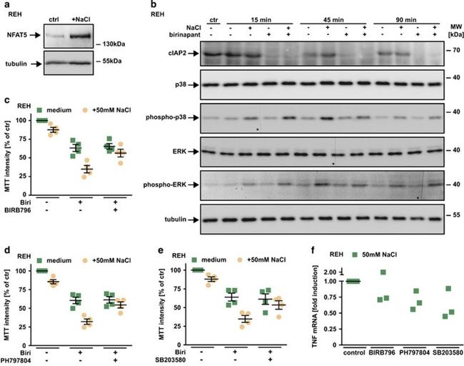 NFAT5 Antibody in Western Blot (WB)