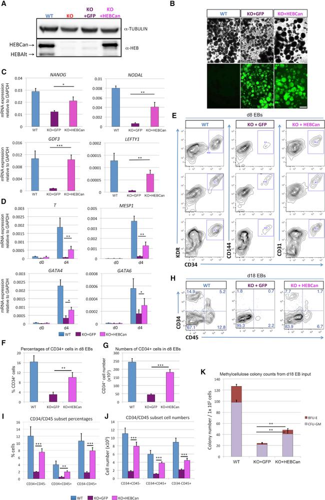 CD45 Antibody in Flow Cytometry (Flow)