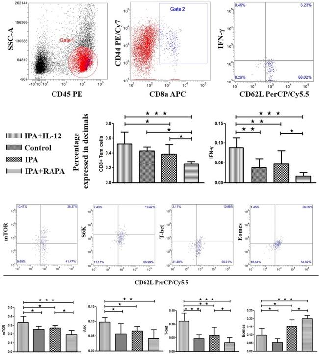 EOMES Antibody in Flow Cytometry (Flow)