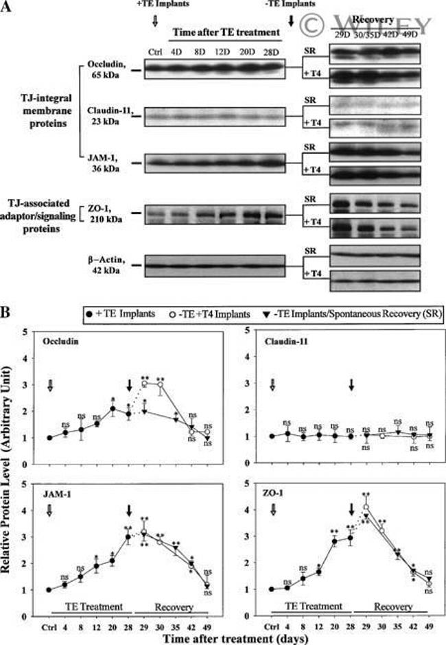 JAM-A (CD321) Antibody in Western Blot (WB)