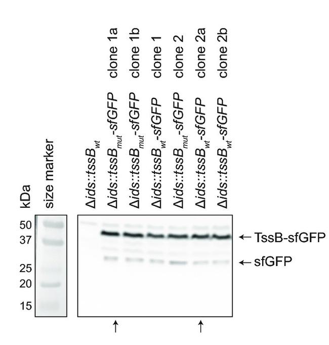 GFP Antibody in Western Blot (WB)