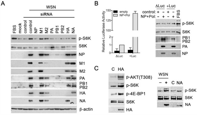 Influenza A M2 Antibody