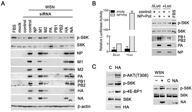 Influenza A M2 Antibody in Western Blot (WB)