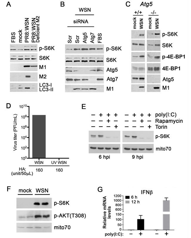 Influenza A M2 Antibody in Western Blot (WB)