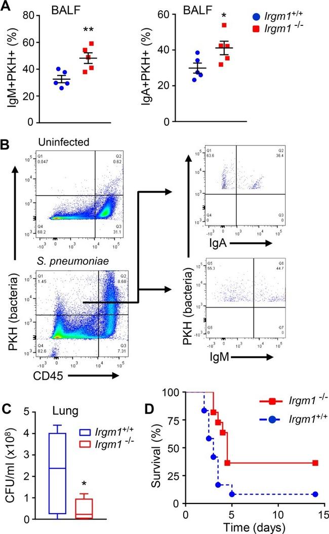 CD45R (B220) Antibody in Flow Cytometry (Flow)