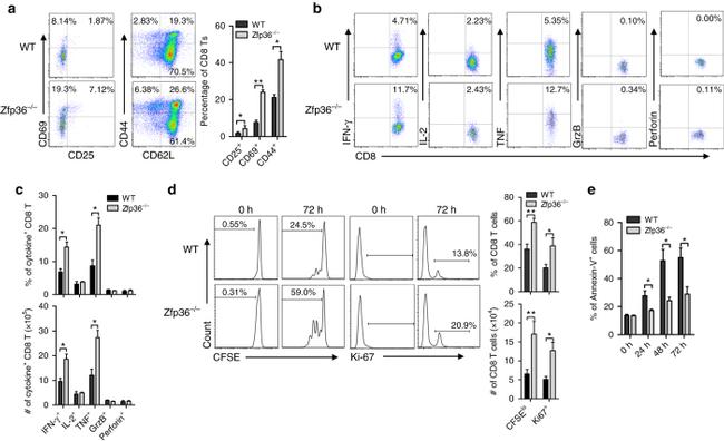 CD69 Antibody in Flow Cytometry (Flow)