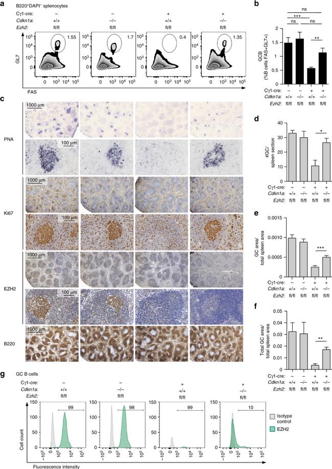 CD45R (B220) Antibody in Flow Cytometry (Flow)