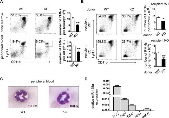 Ly-6G/Ly-6C Antibody in Flow Cytometry (Flow)