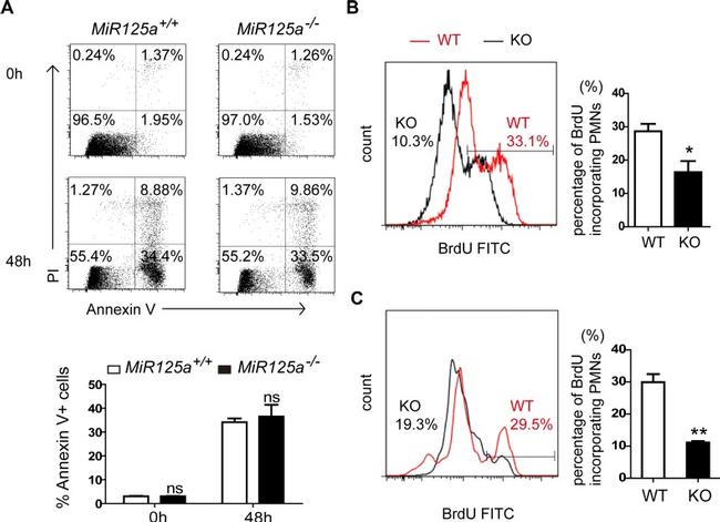 Ly-6G/Ly-6C Antibody in Flow Cytometry (Flow)