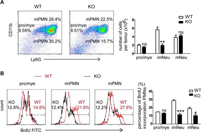 Ly-6G/Ly-6C Antibody in Flow Cytometry (Flow)