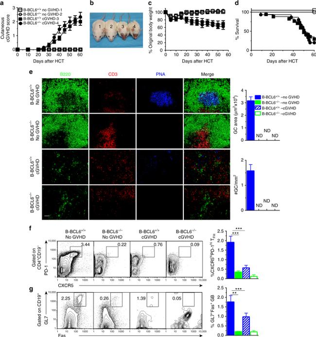 CD4 Antibody in Flow Cytometry (Flow)