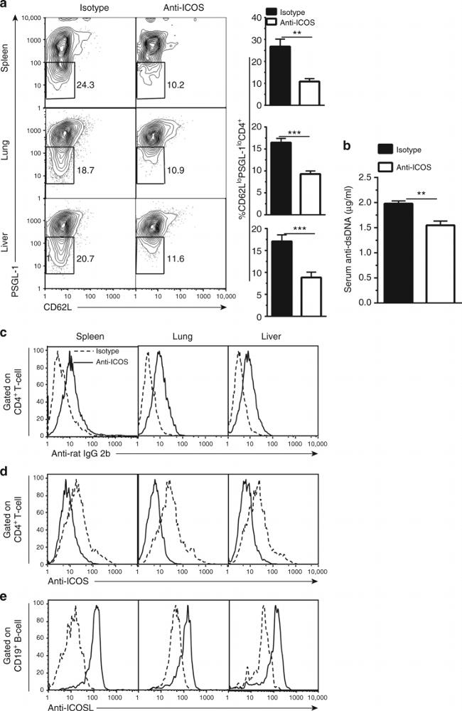 CD62L (L-Selectin) Antibody in Flow Cytometry (Flow)