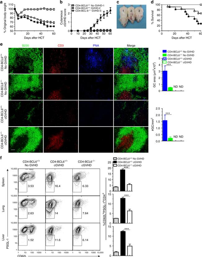 CD3e Antibody in Immunohistochemistry (IHC)