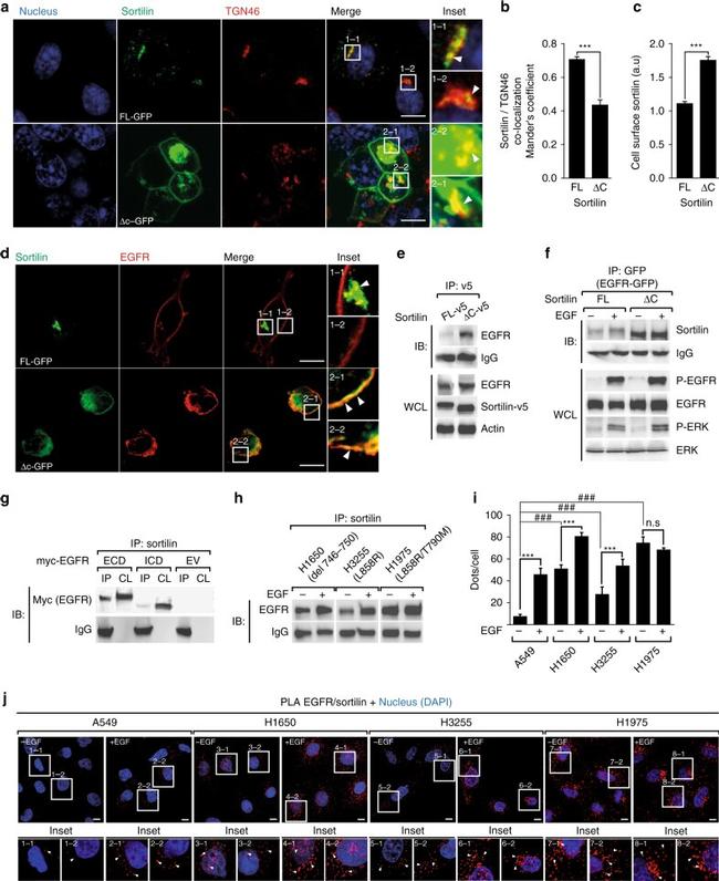 GFP Antibody in Immunoprecipitation (IP)