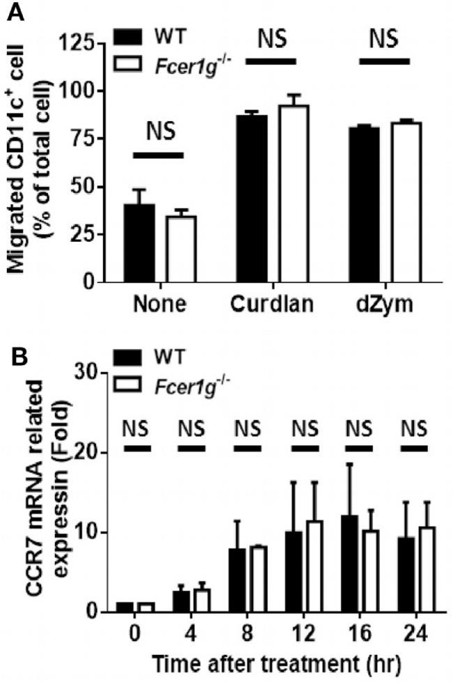 CD11c Antibody in Flow Cytometry (Flow)