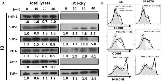 CD80 (B7-1) Antibody in Flow Cytometry (Flow)