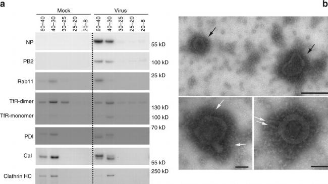 Influenza A PB2 Antibody in Western Blot (WB)