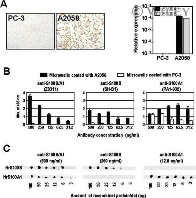 S100A1 Antibody in Immunohistochemistry, ELISA, Dot Blot (IHC, ELISA, DB)