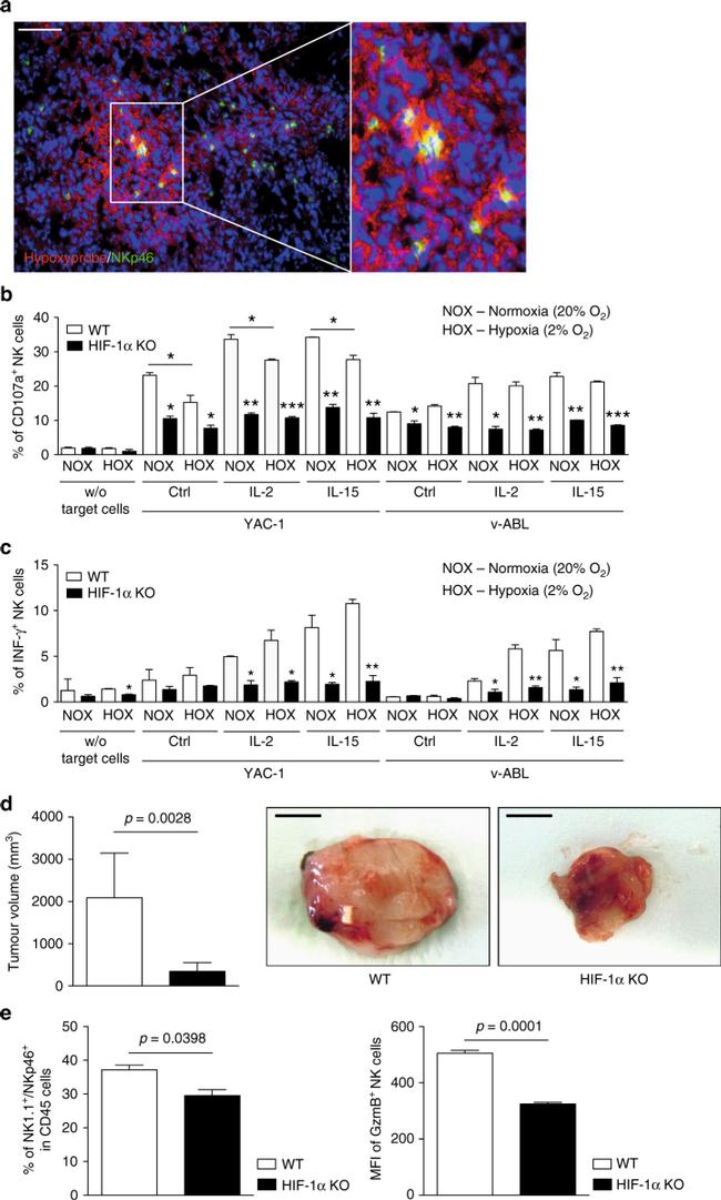 Granzyme B Antibody in Flow Cytometry (Flow)