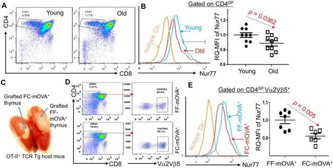 Nur77 Antibody in Flow Cytometry (Flow)