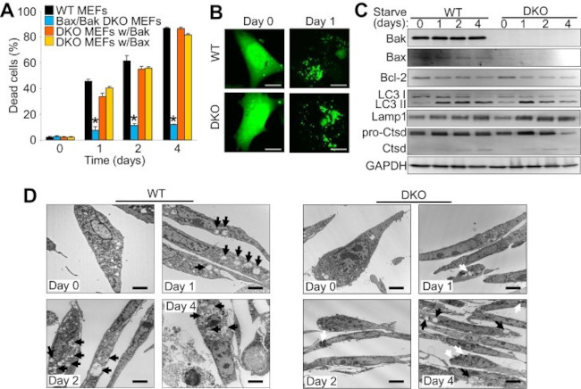 Bax Antibody