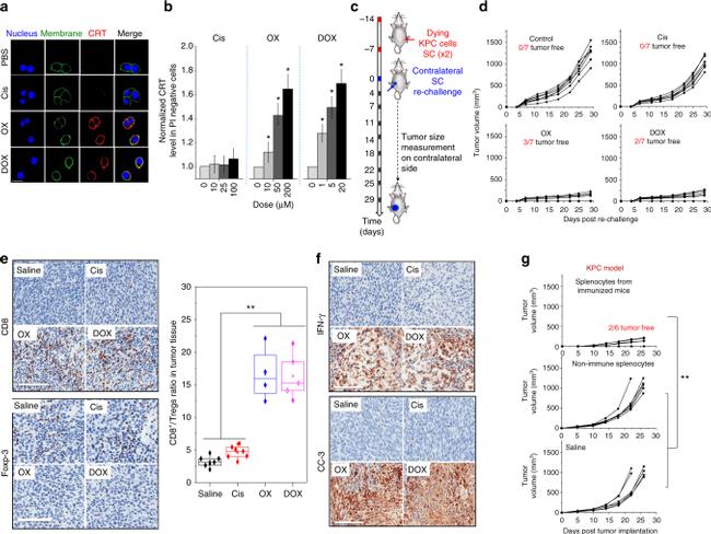 CD8a Antibody in Immunohistochemistry (IHC)