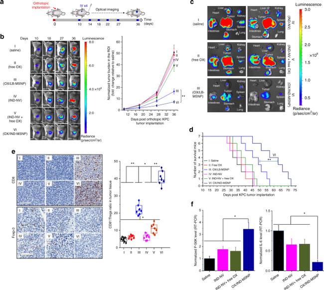 FOXP3 Antibody in Immunohistochemistry (IHC)