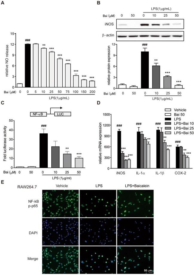 NFkB p65 Antibody in Immunocytochemistry (ICC/IF)