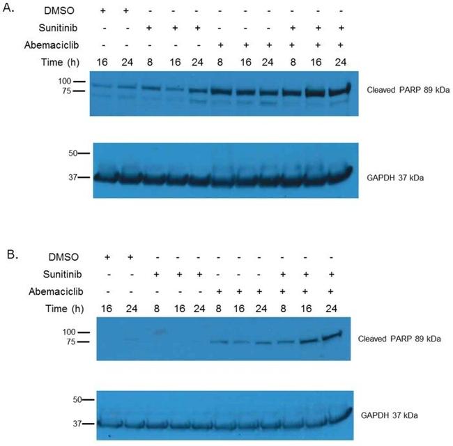 GAPDH Antibody in Western Blot (WB)