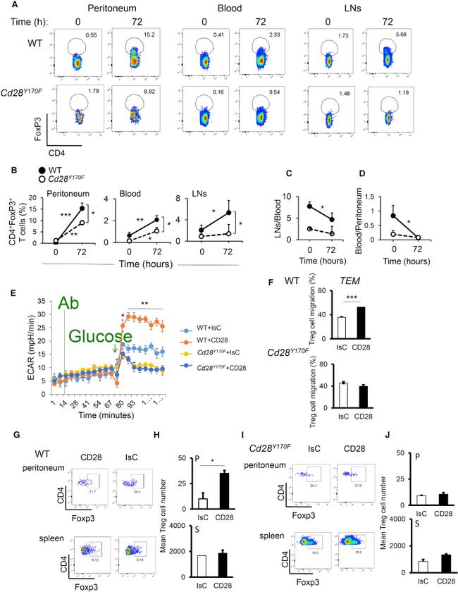 FOXP3 Antibody in Flow Cytometry (Flow)