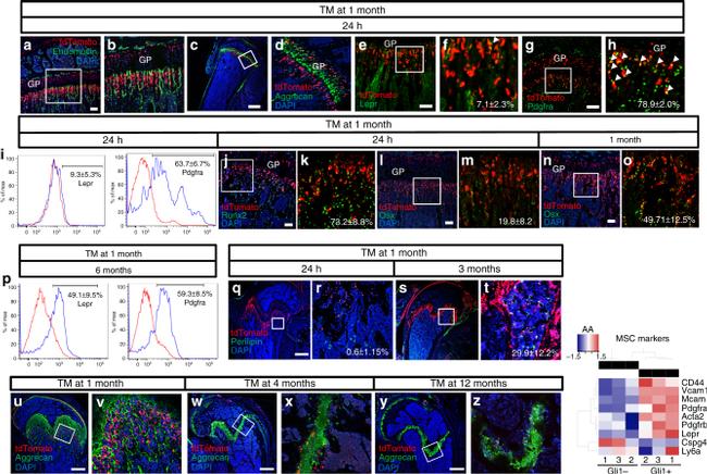 CD140a (PDGFRA) Antibody in Flow Cytometry (Flow)