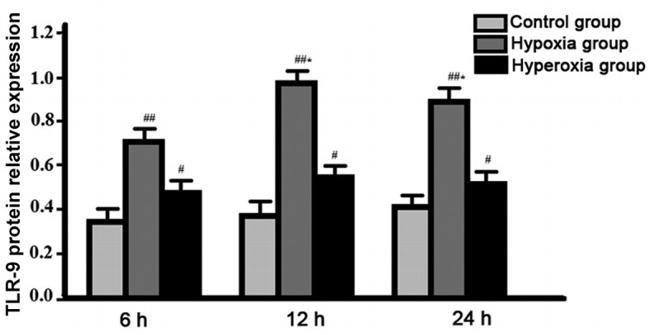 CD289 (TLR9) Antibody in Western Blot (WB)