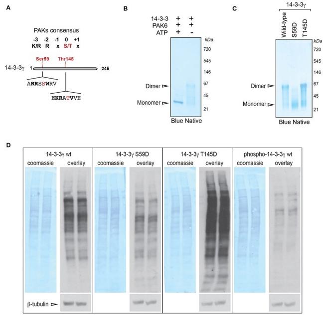 14-3-3 gamma Antibody in Western Blot (WB)