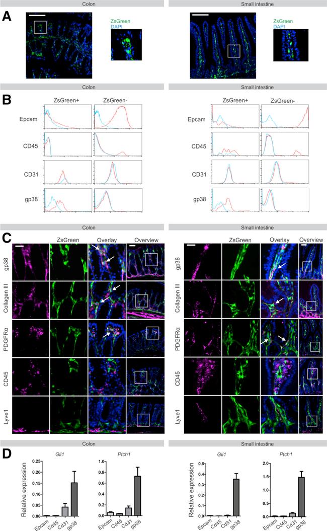 CD31 (PECAM-1) Antibody in Flow Cytometry (Flow)