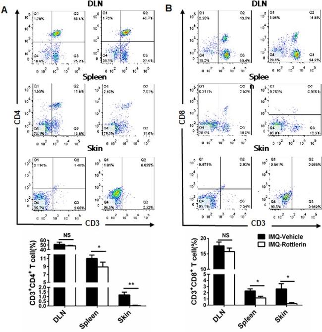 CD3 Antibody in Flow Cytometry (Flow)