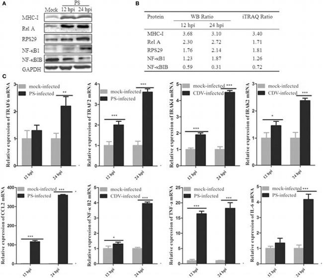 IkB beta Antibody in Western Blot (WB)