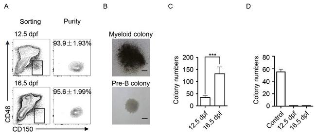 CD48 Antibody in Flow Cytometry (Flow)