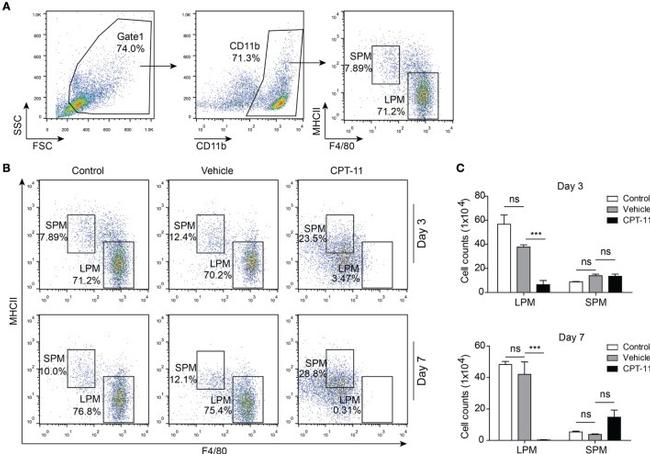 F4/80 Antibody in Flow Cytometry (Flow)