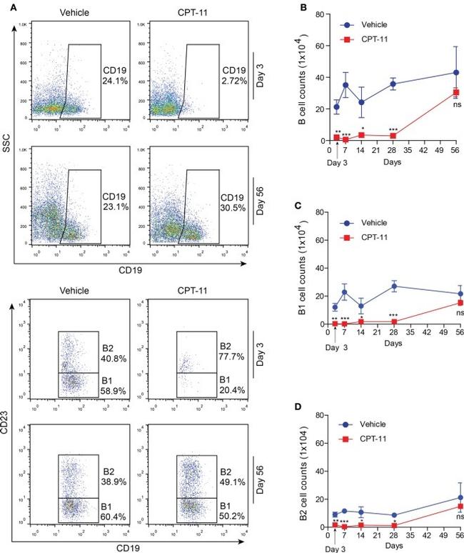 CD23 Antibody in Flow Cytometry (Flow)