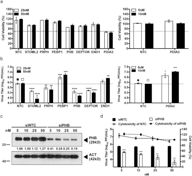 Prohibitin Antibody