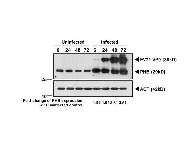 Prohibitin Antibody in Western Blot (WB)