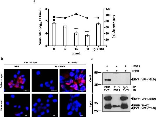 Prohibitin Antibody in Neutralization, Inhibition Assays (Neu, IA)