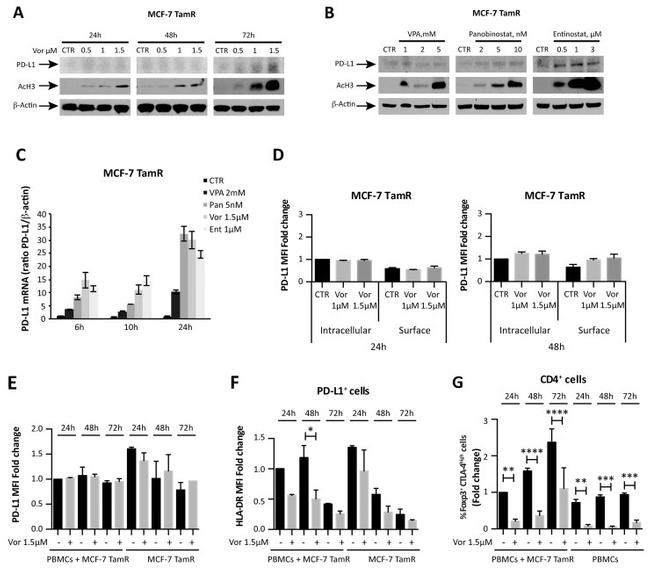 FOXP3 Antibody in Flow Cytometry (Flow)