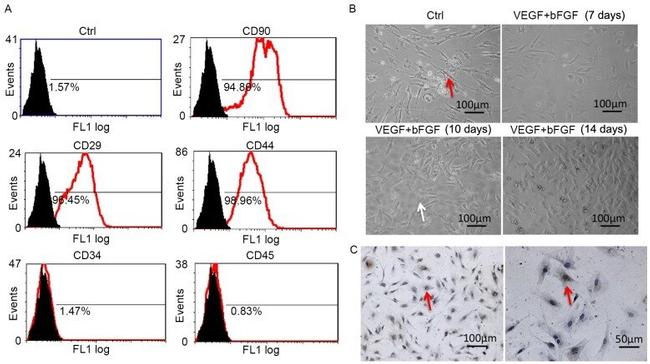 CD34 Antibody in Flow Cytometry (Flow)