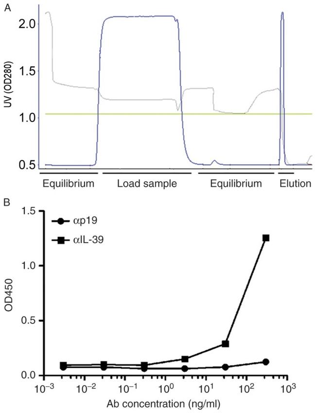 EBI3 (IL-27 subunit) Antibody in ELISA (ELISA)