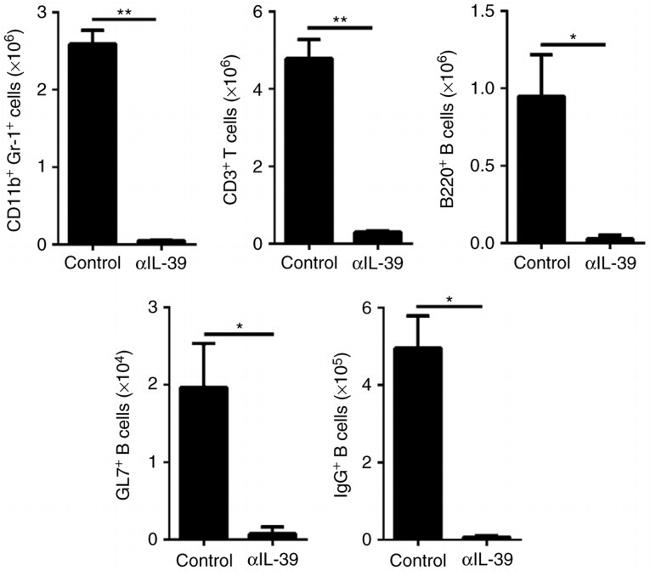 GL7 Antibody in Flow Cytometry (Flow)