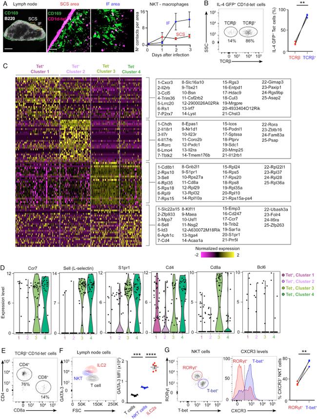 TCR beta Antibody in Flow Cytometry (Flow)