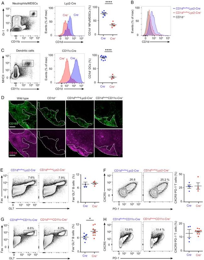 CD11c Antibody in Flow Cytometry (Flow)