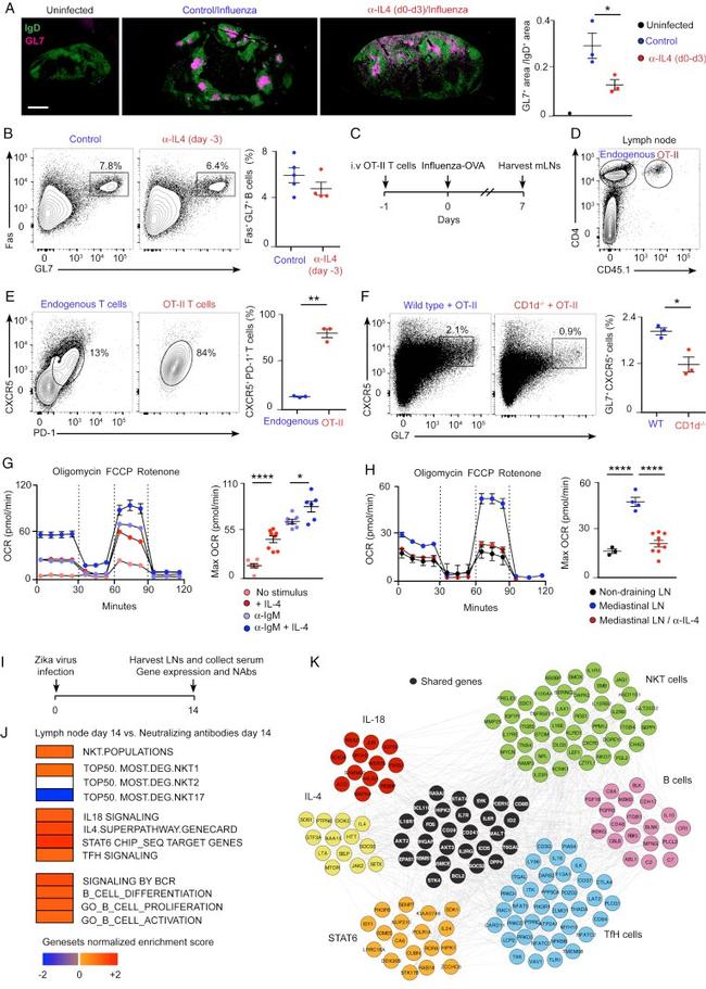 CD45.1 Antibody in Flow Cytometry (Flow)